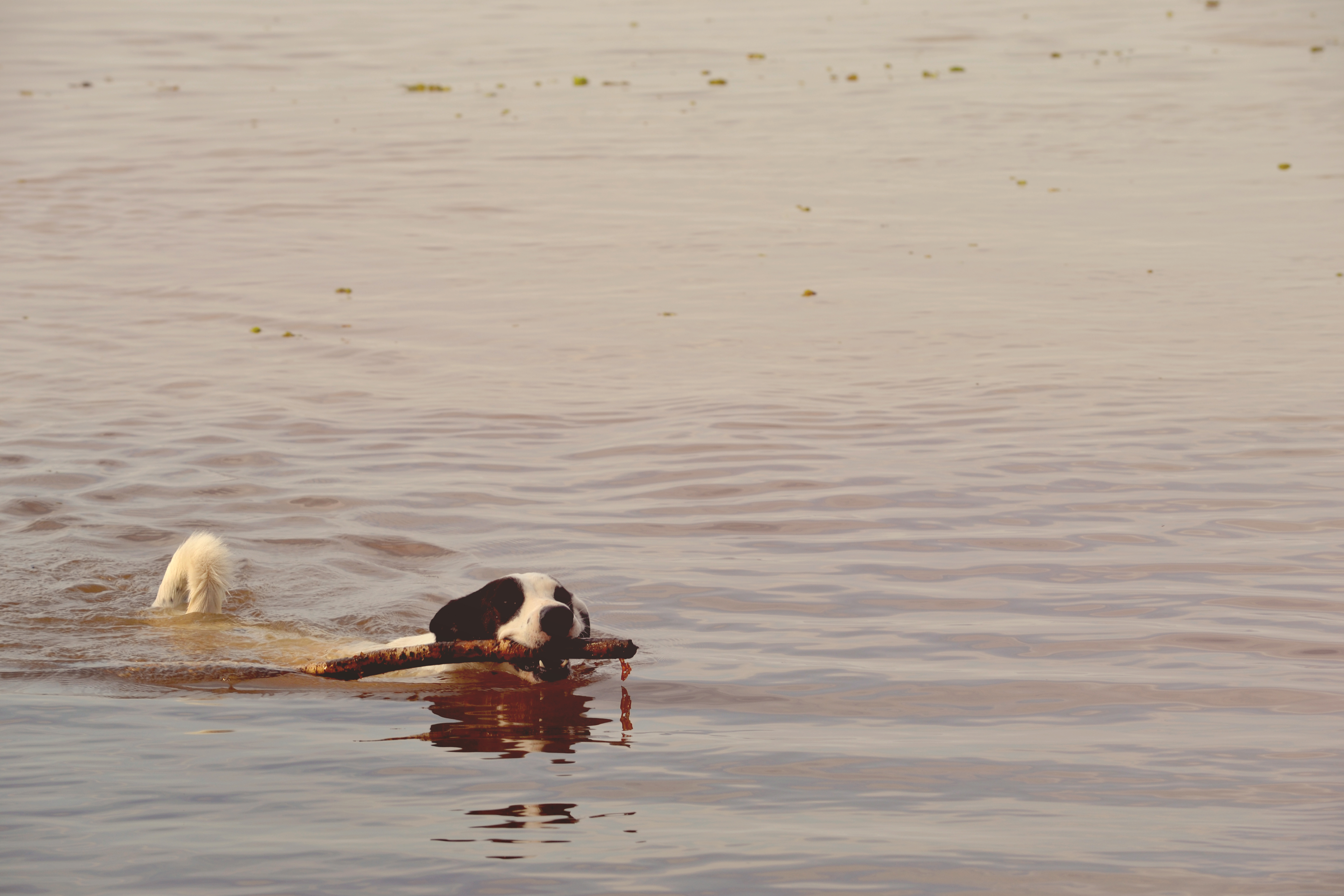 black and white dog swim on river biting wood